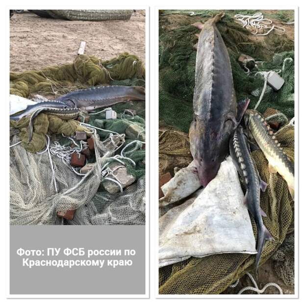 Осуждены рыбаки за вылов в Керченском проливе  краснокнижных осетра и белуг