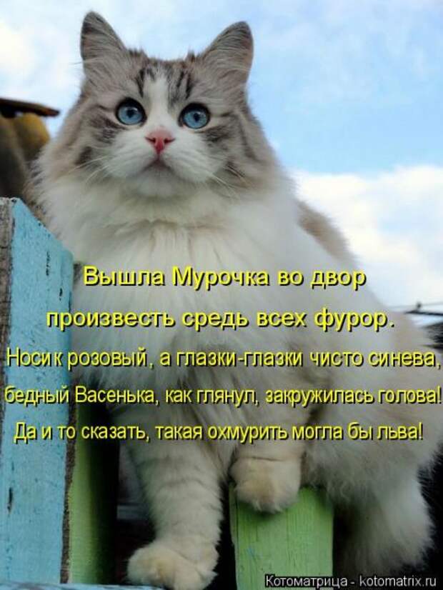 Лучшие котоматрицы недели (50 фото)