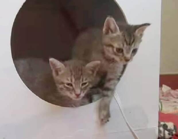 Сонные котята Двое котят