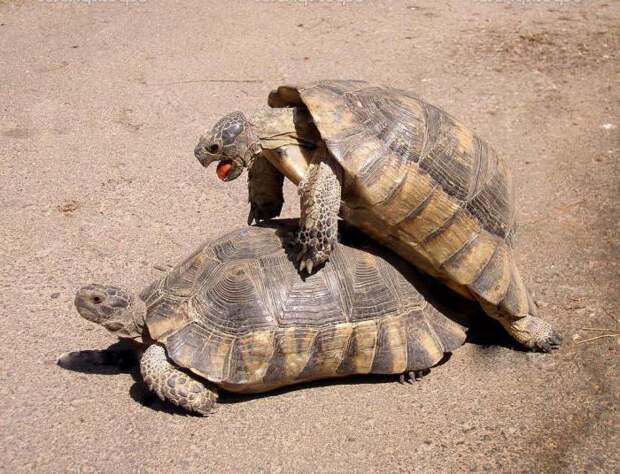 О том, как спариваются черепахи сухопутные и красноухие