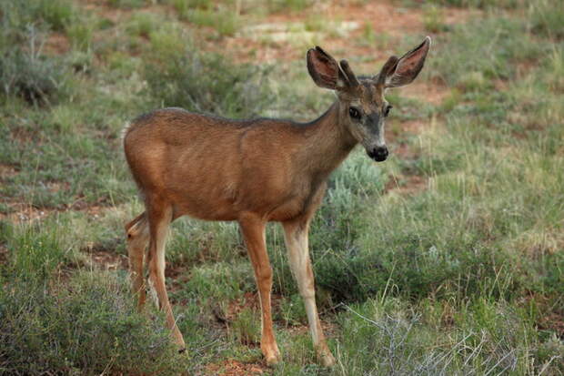 1Mule_deer_in_Bryce_NP