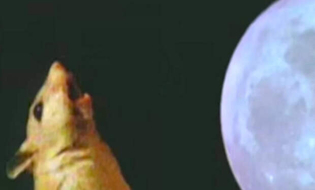 3 Onychomys мышь, которая воет на Луну