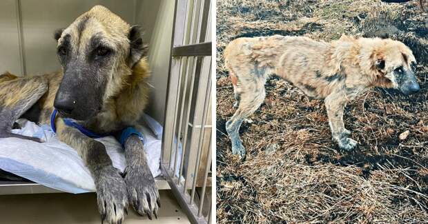 Люди нашли такую худую собаку, что в ней нельзя было узнать алабая. Но волонтёрам удалось вернуть её к жизни