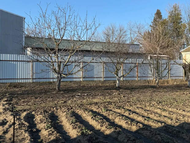 Пока не распустились почки на деревьях: главное правило весенней обработки сада