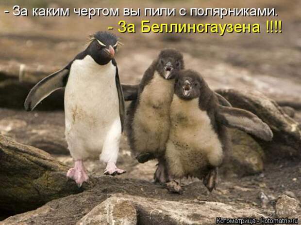 Лучшие котоматрицы недели (50 фото)