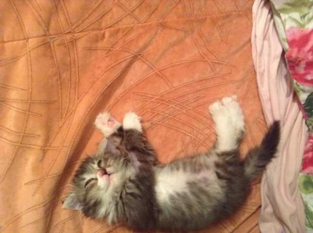 Спасение котенка и что из этого вышло