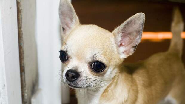 В США решили добиться "разнообразия" приемом чихуахуа на службу в армию