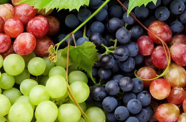 Национальный фестиваль винограда в Молдове отменен из-за пандемии COVID-19
