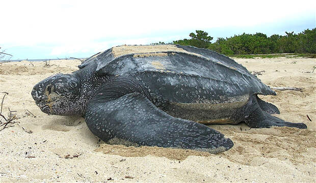 https://upload.wikimedia.org/wikipedia/commons/f/fc/Leatherback_sea_turtle_Tinglar%2C_USVI_%285839996547%29.jpg