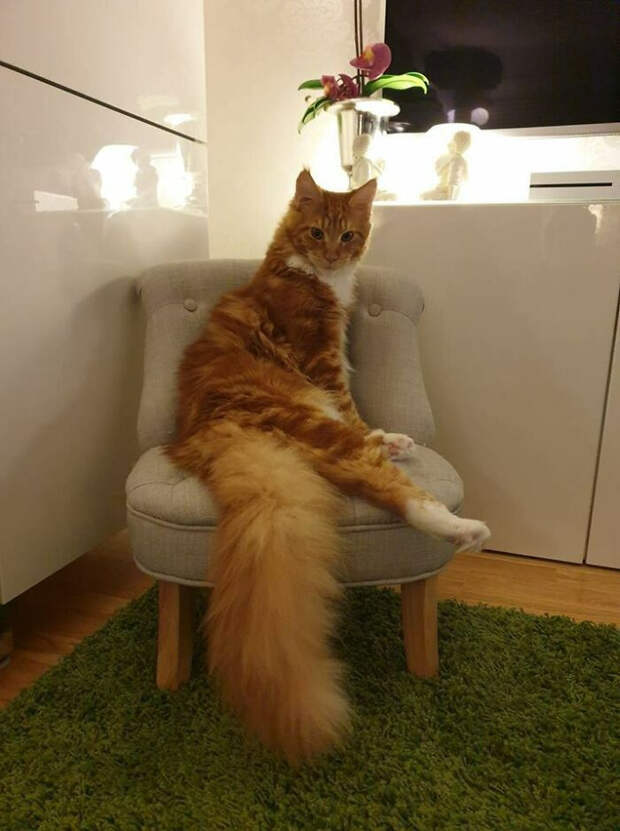 Пушистые модели, которым место на подиуме