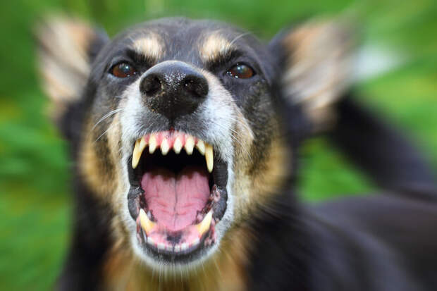 5 собак с самыми мощными челюстями в мире: грозные рекордсмены