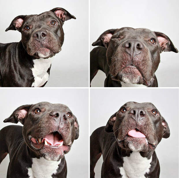 adopted-dog-teton-pitbull-humane-society-utah-13