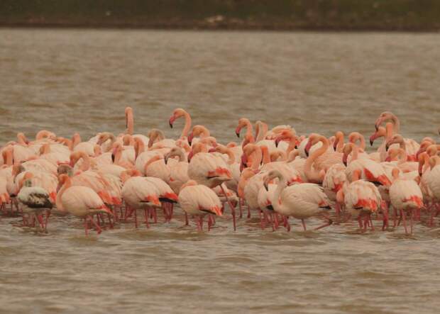 В Крым прилетела стая розовых фламинго