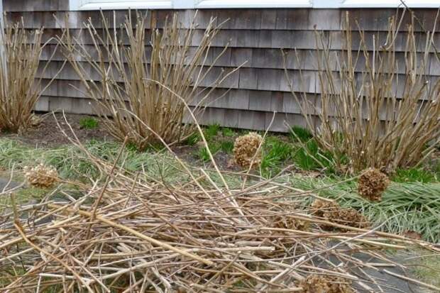 4920201_Hydrangeapruning02640x427 (640x427, 84Kb)
