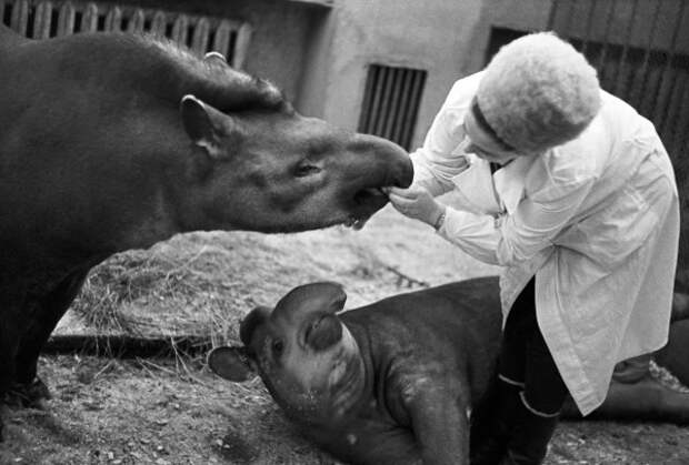 Проверка зубов у тапира, 1973 год животные, зоопарк