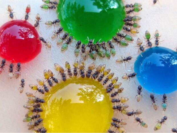 муравьи цветная жидкость, муравьи пьют цветную жидкость, Мохаммед Бабу, Mohamed Babu, цветные муравьи