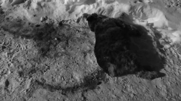 Убитая собака в районе Заимка / Фото: 