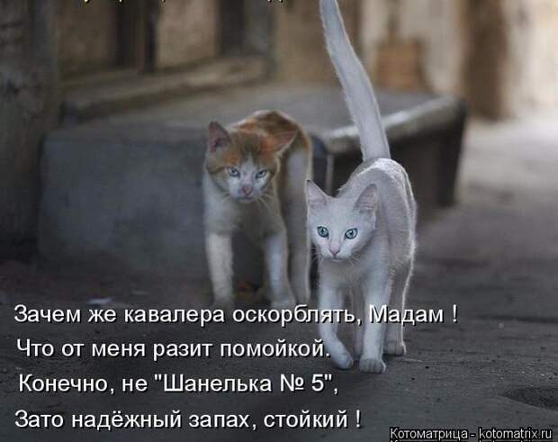 Лучшие котоматрицы недели (50 фото)