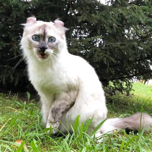 18 редких пород домашних кошек, о которых мало кто знает (а они тоже красавцы и мрмрмр)