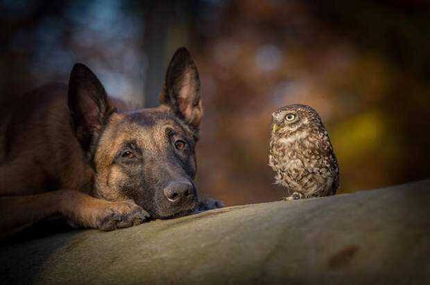 Овчарка Инго и сова Польди не могут жить друг без друга, такая дружба!