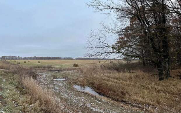Уходим в минус: в Рязанской области 8 апреля ждут мокрый снег с гололедицей