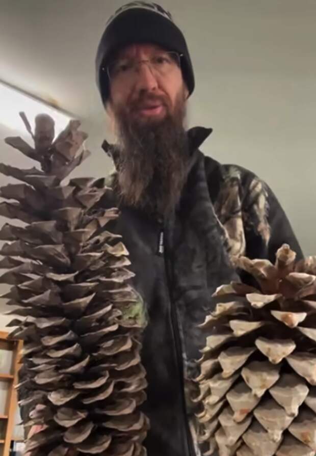 гигантские шишки