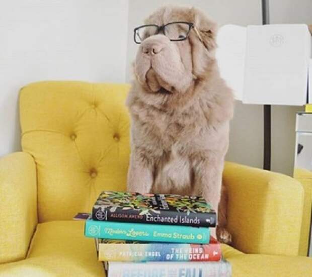 Собака на кресле Собака и книги
