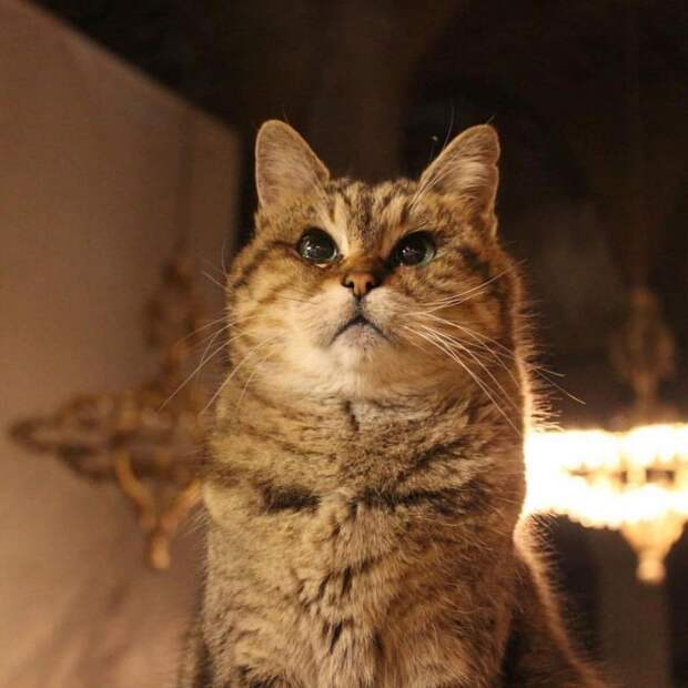 11 милых фото кота, который живет в мечети Святой Софии