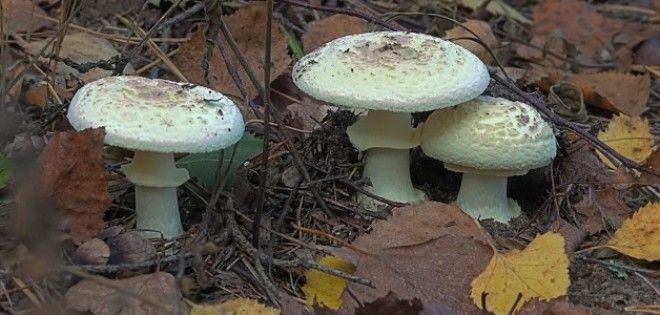съесть сырой мухомор