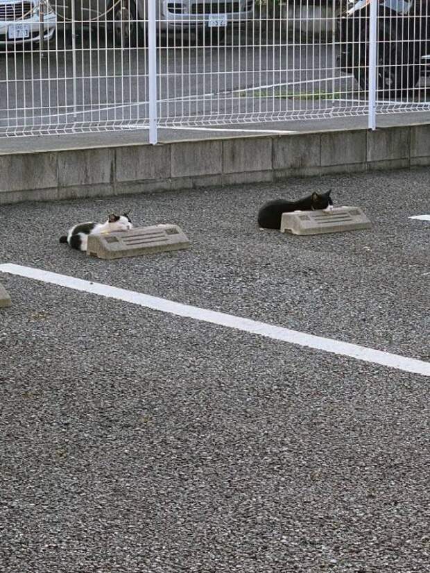 Кошки спят на парковочных бамперах, как на подушках