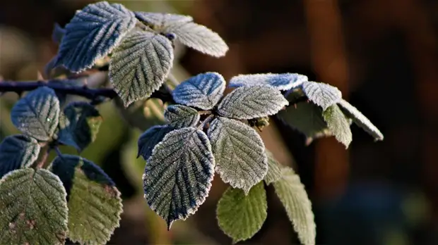 «Оранжевый» уровень опасности продлили в Подмосковье из-за заморозков