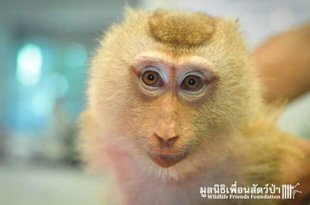 Спасение обезьянки в Таиланде