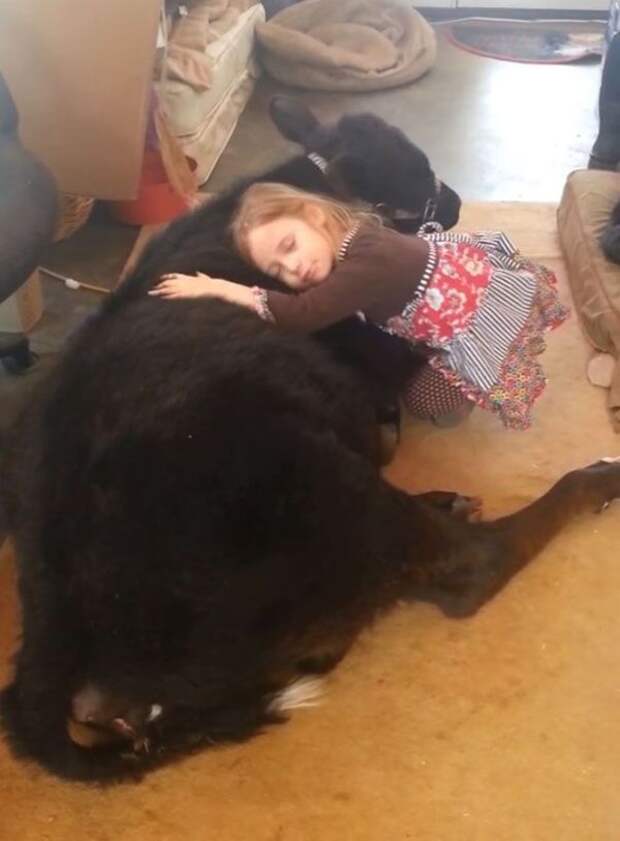девочка привела домой теленка, теленок в доме