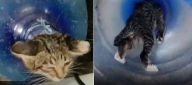 Пожарные спасли котенка, застрявшего в пластиковой бутылке