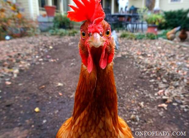 Dont-be-a-chicken-shit Dont-be-a-chicken-shit