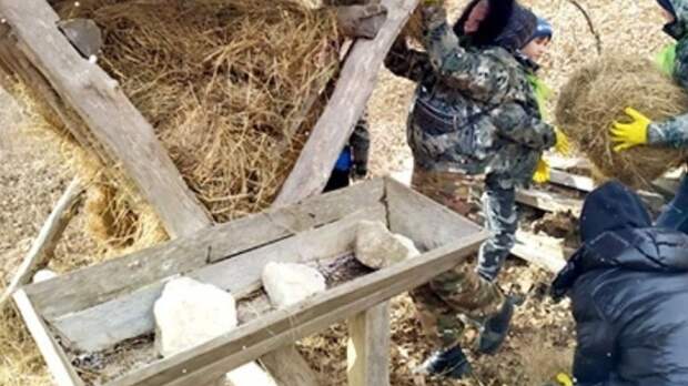 В Крыму диких оленей подкармливают солью и сеном