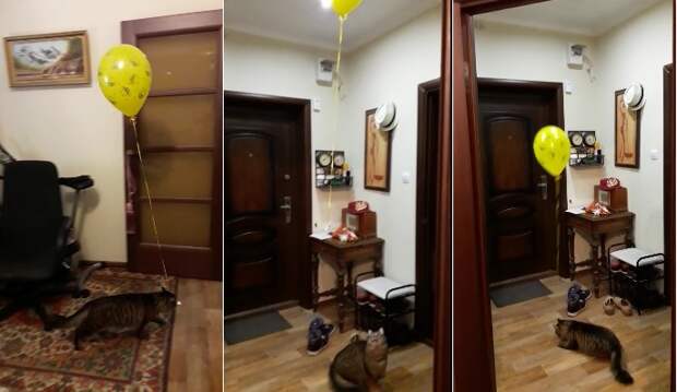 Ставропольский кот прославился после игры с шариком