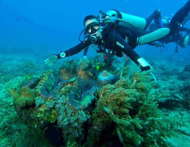 Гигантская тридакна — самый большой моллюск в мире весом до 300 килограммов