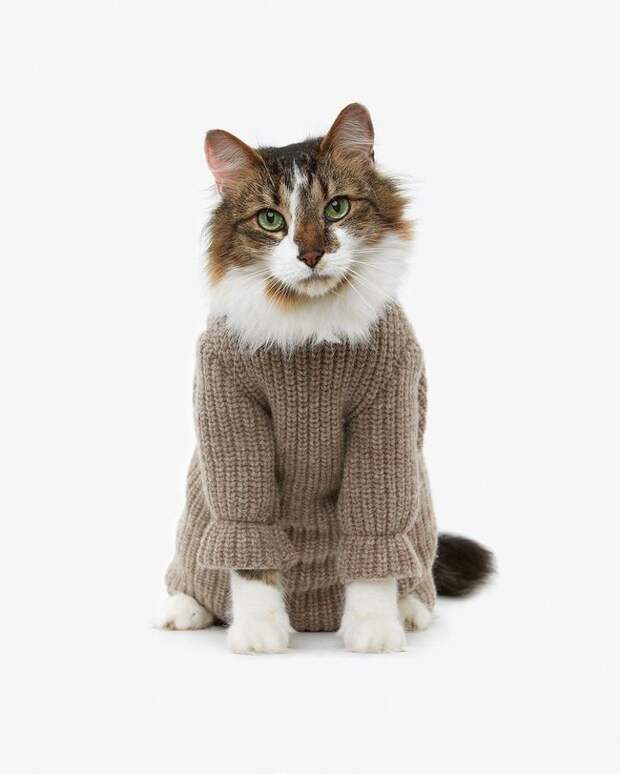 стильные кошки, кошки в модной одежде, модные коты