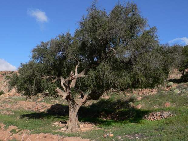 Нефтяное дерево деревья, история, факты