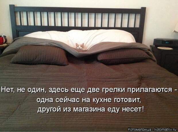 Котоматрица: Нет, не один, здесь еще две грелки прилагаются -  другой из магазина еду несет! одна сейчас на кухне готовит,