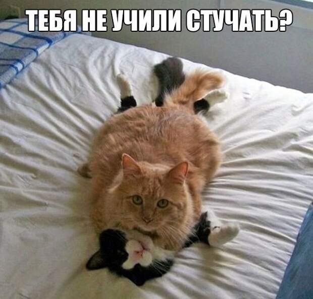 Смешные картинки с надписями прикол, юмор