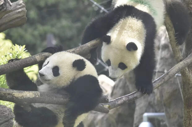 Панды-близнецы Сяо-Сяо и Лей-Лей вернулись в Китай из Японии