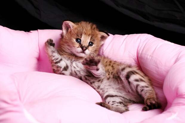 Домашний Сервал (domestic Serval)