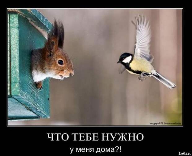 Животным смешно, а вам? (90 фото) smeshnie shivotnie 49 Животным смешно, а вам? (90 фото)