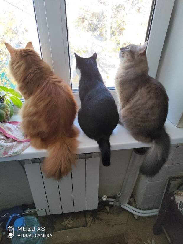Когда можно пренебречь стрессом у кошки?