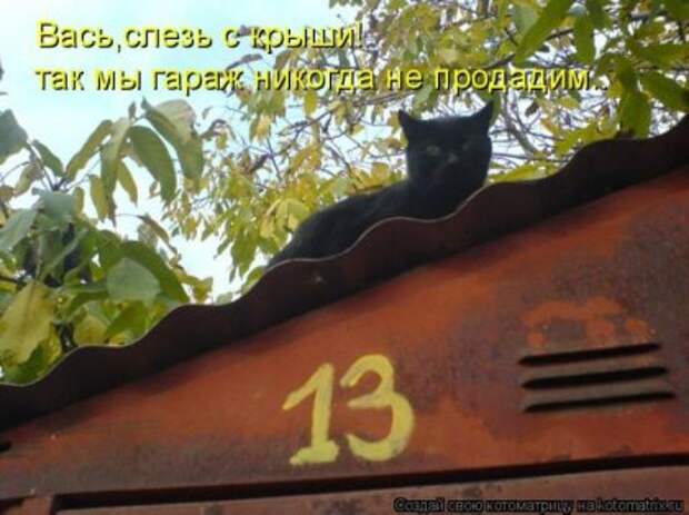 Лучшие котоматрицы недели (16 фото)