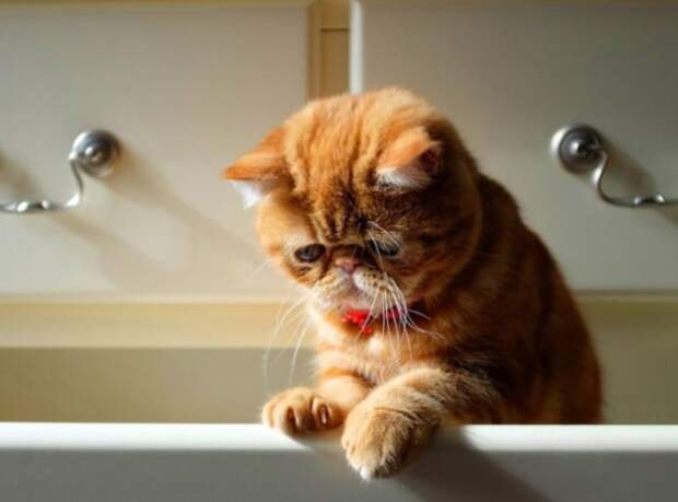 Самые очаровательные печальные коты, грустные коты, жалостные коты
