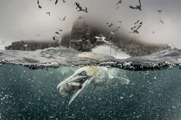 gannets06 Как олуши ловят рыбу у берегов Шетландских островов