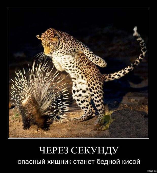 Животным смешно, а вам? (90 фото) smeshnie shivotnie 55 Животным смешно, а вам? (90 фото)
